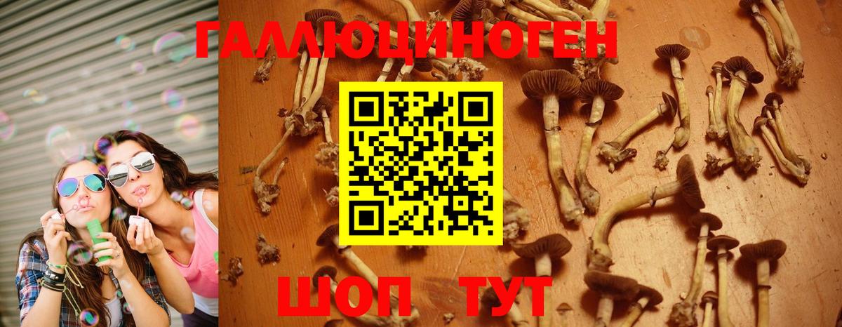 Галлюциногенные грибы Psilocybe Ирбит